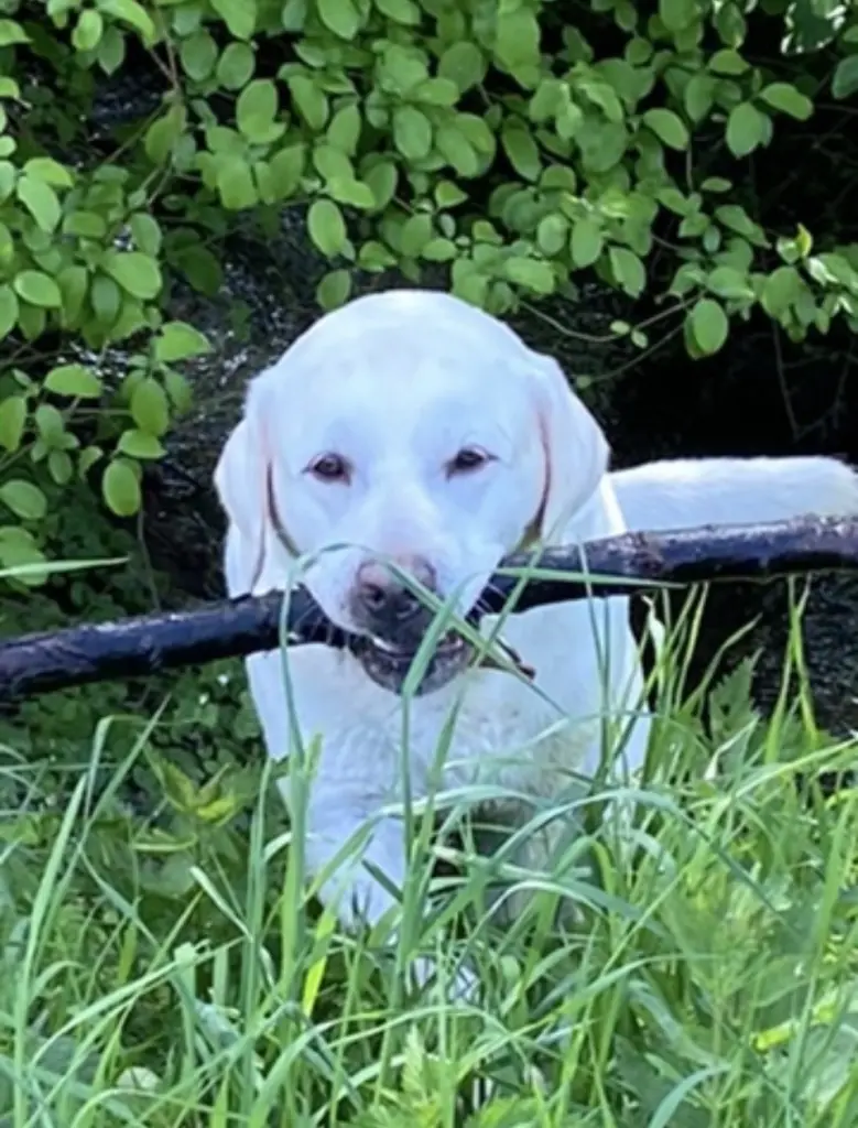 Bild von Smokey