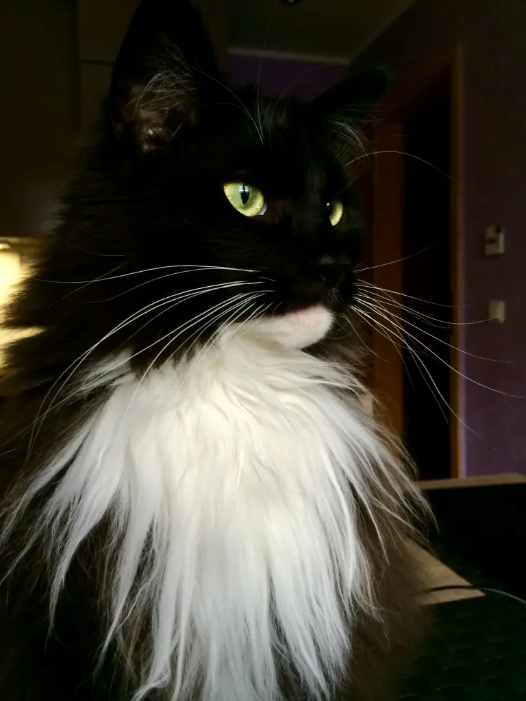 Bild von Damon
