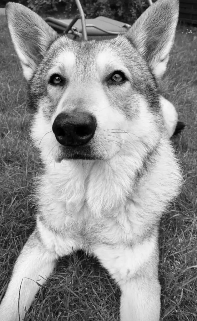 Bild von Loki