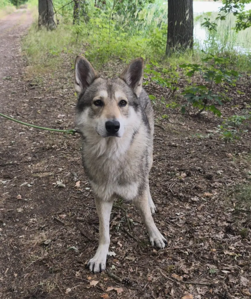 Bild von Loki