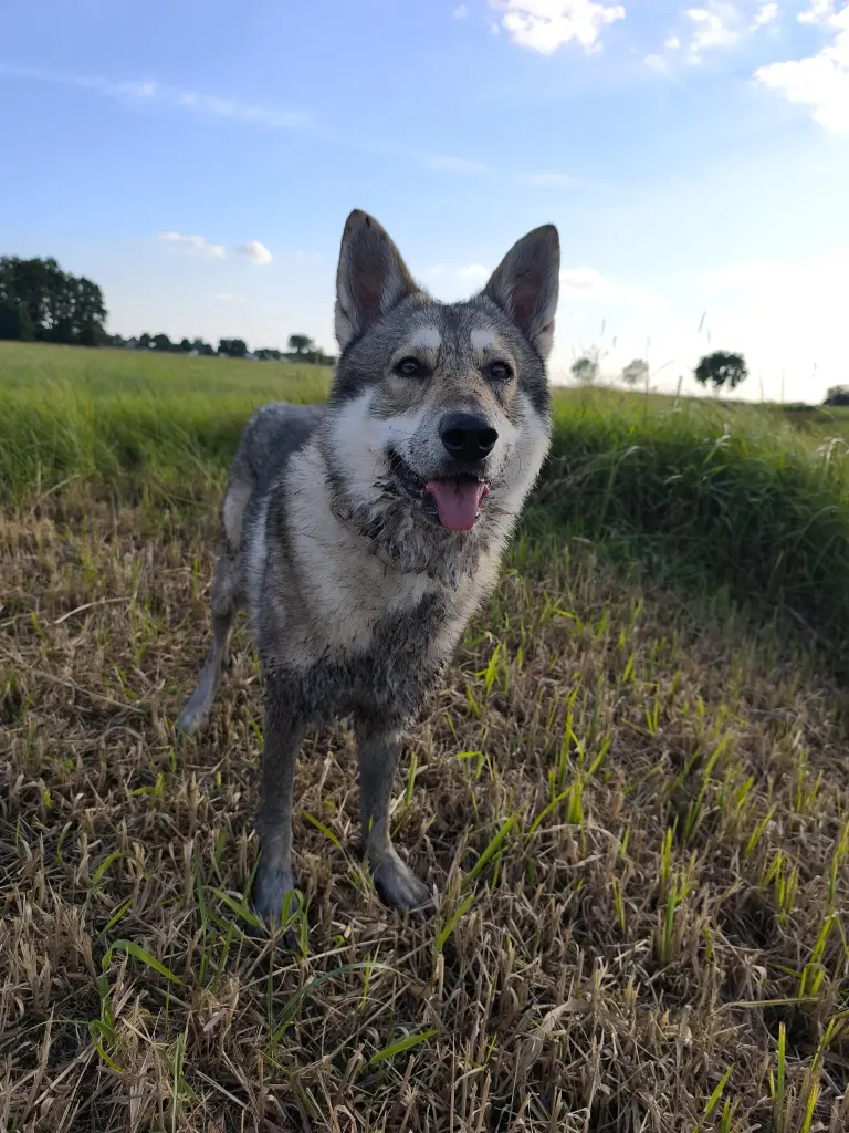 Bild von Loki