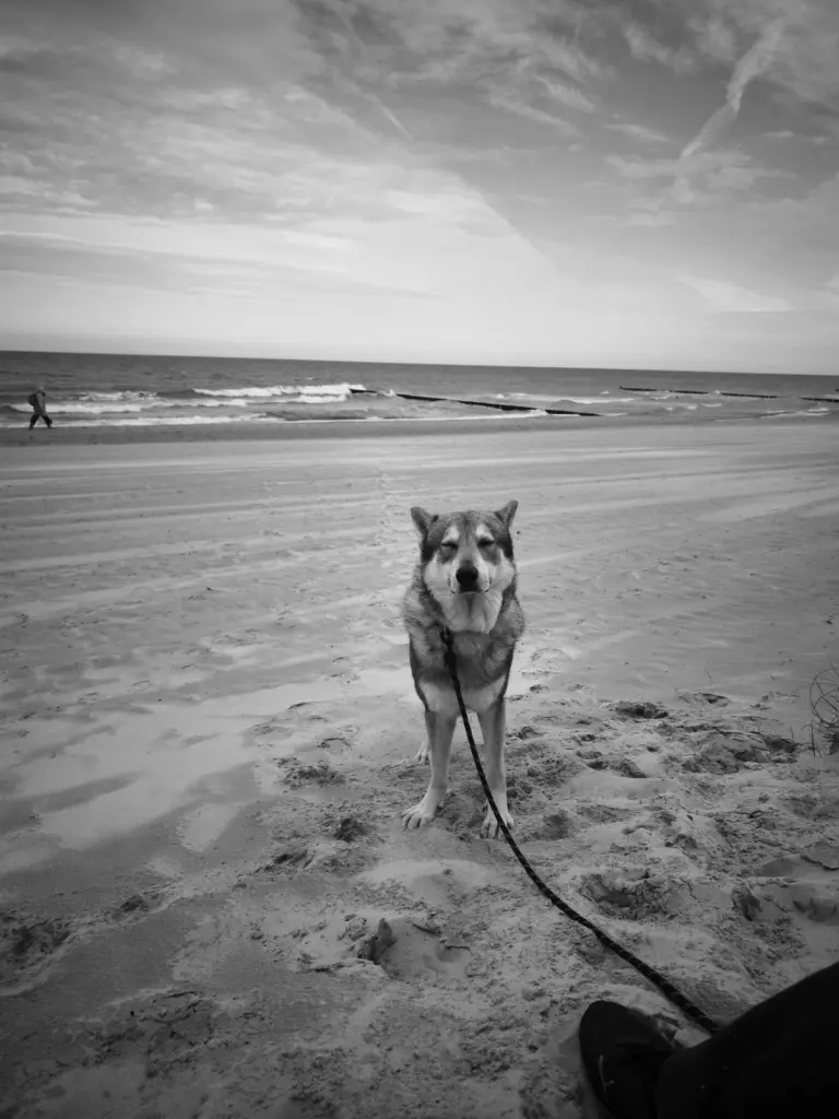 Bild von Loki