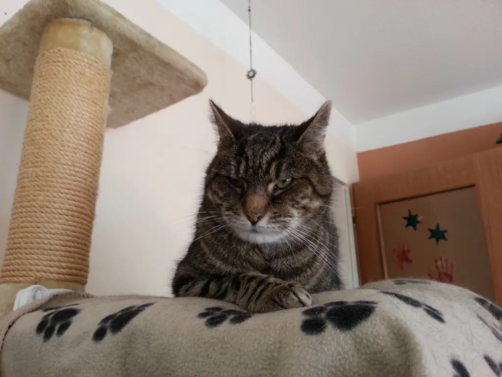 Image from Felix