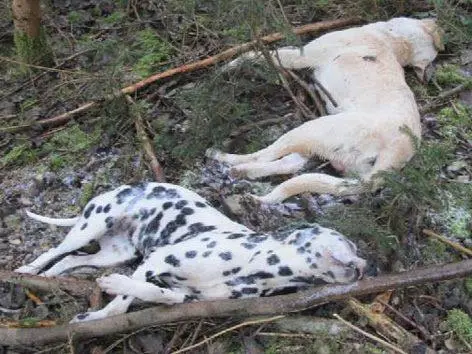 Image from Zwei arme Seelen