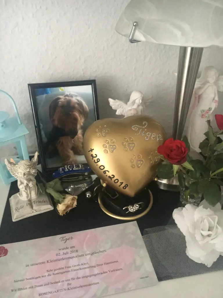 Image from Tiger