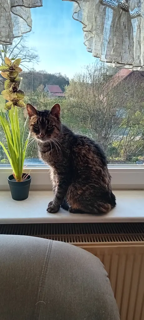 Bild von Tiger