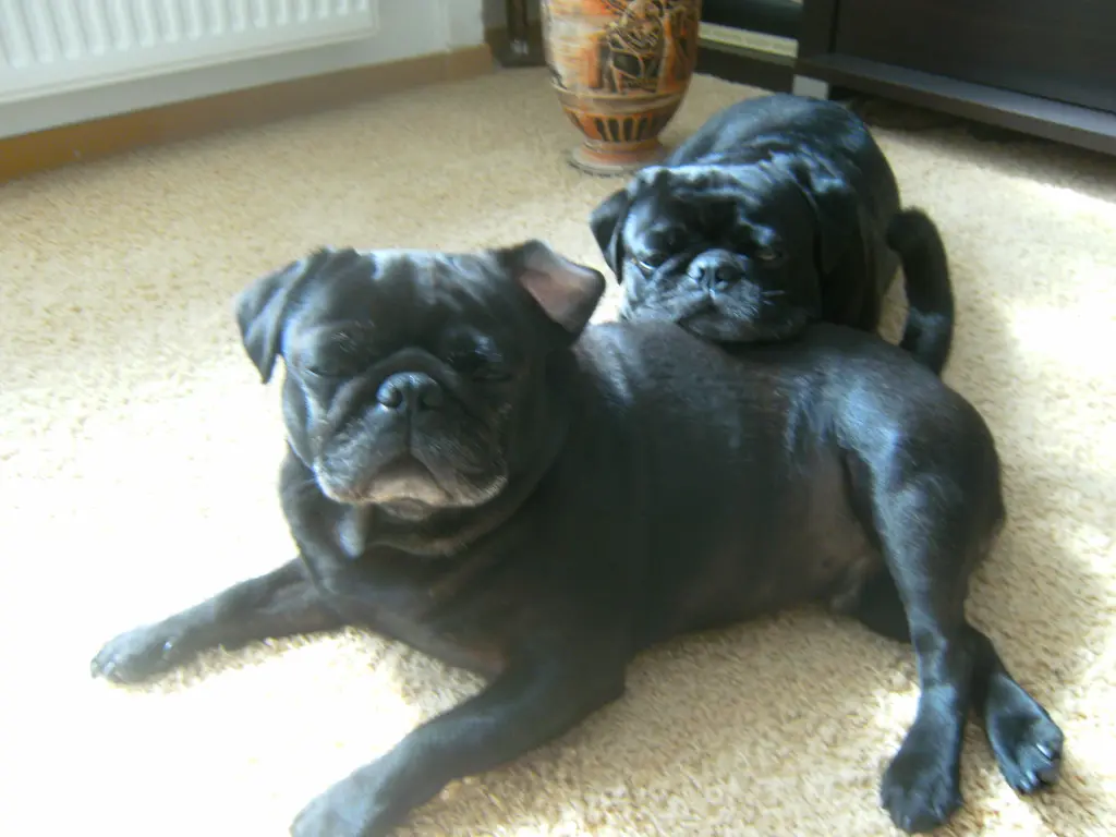 Andachtsbild von Cornelia mit Bruno & Barni im Herzen