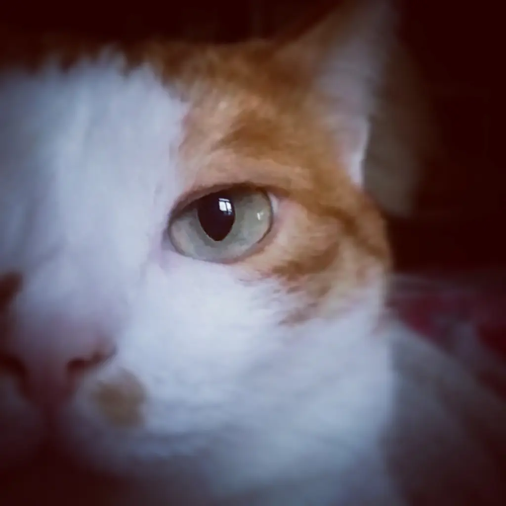 Bild von Lucky