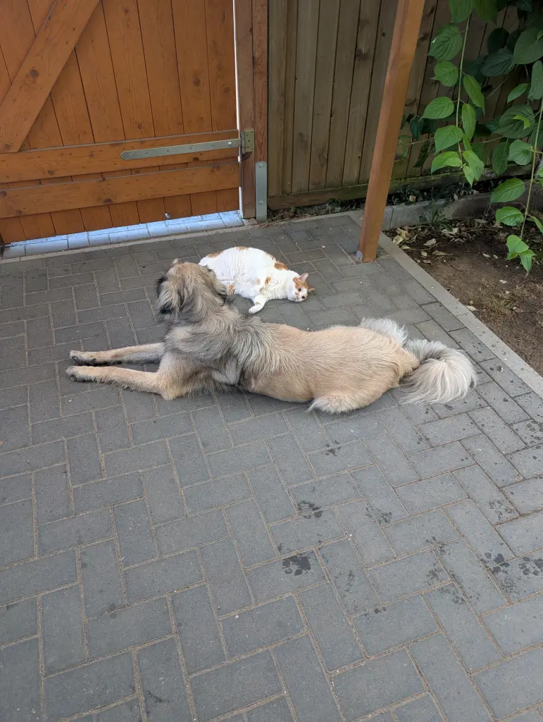 Bild von Lucky