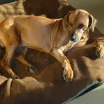Condolence image of Britta