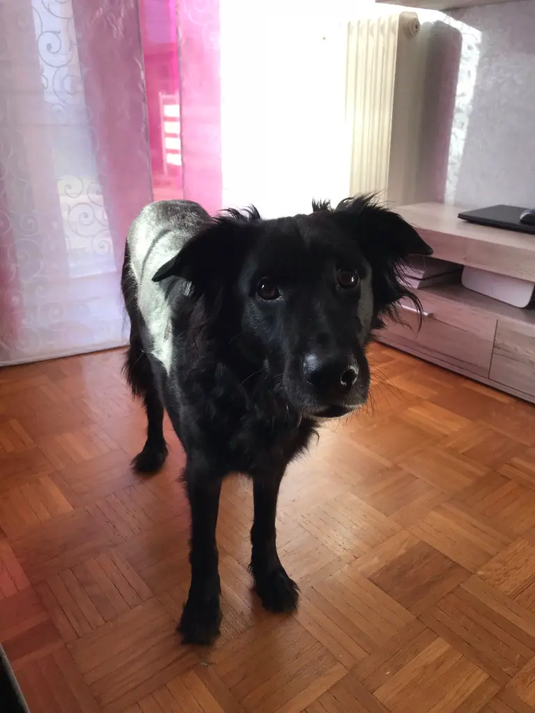 Bild von Balu