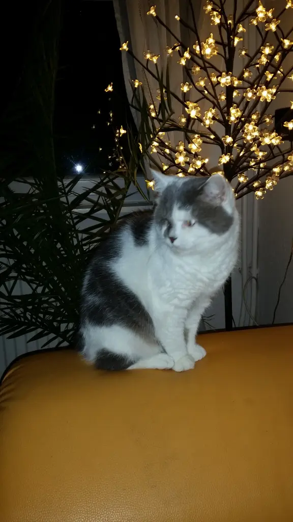 Image from Lucky
