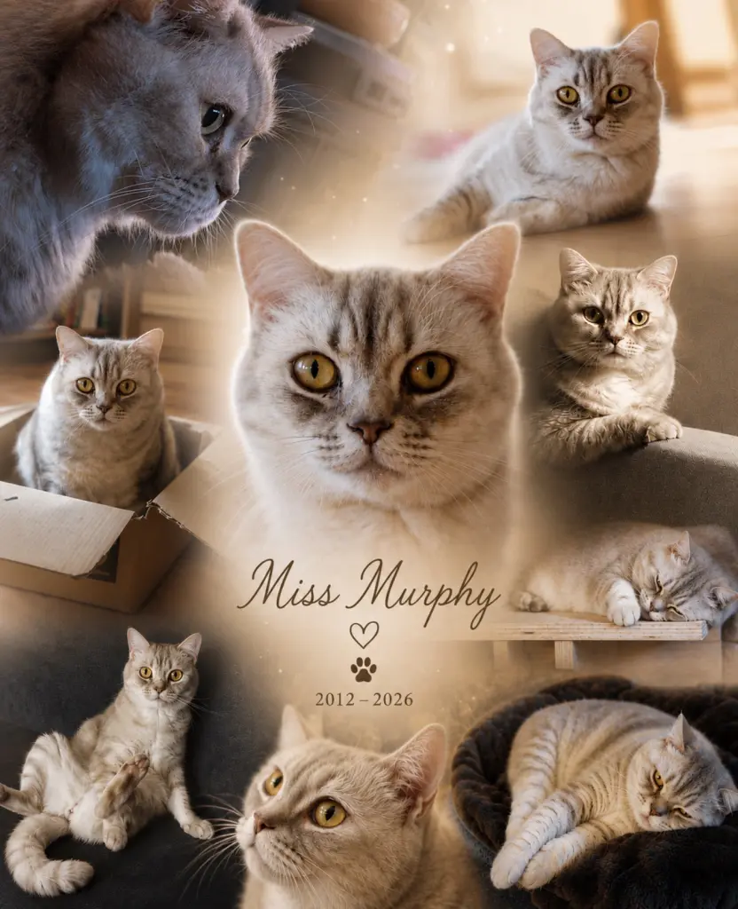 Bild von Miss Murphy