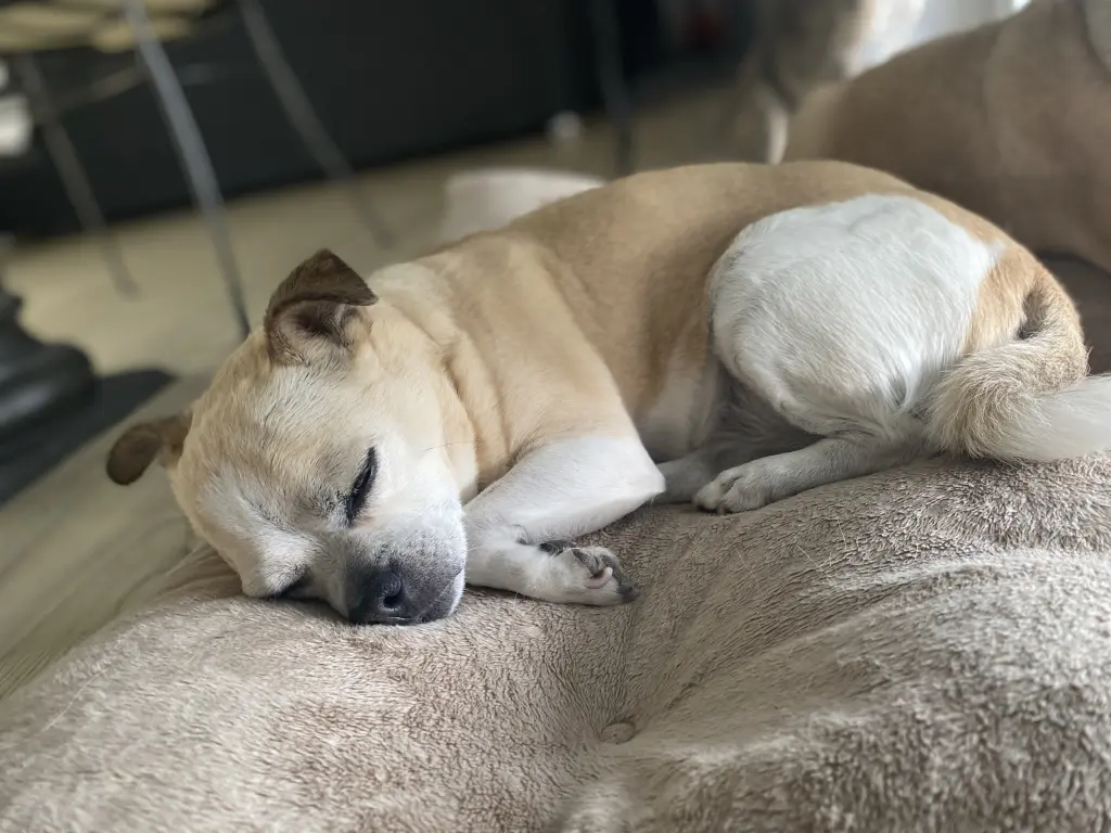 Du hast geschlafen wie ein Baby 😴🐶