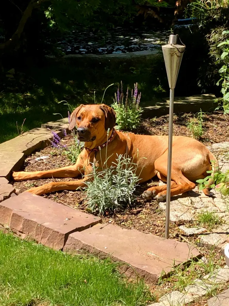 Bild von Nala