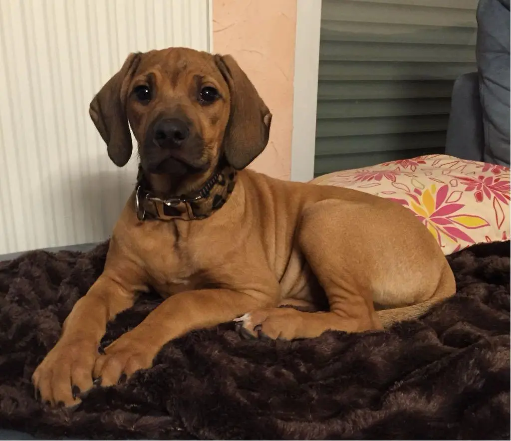 Bild von Nala