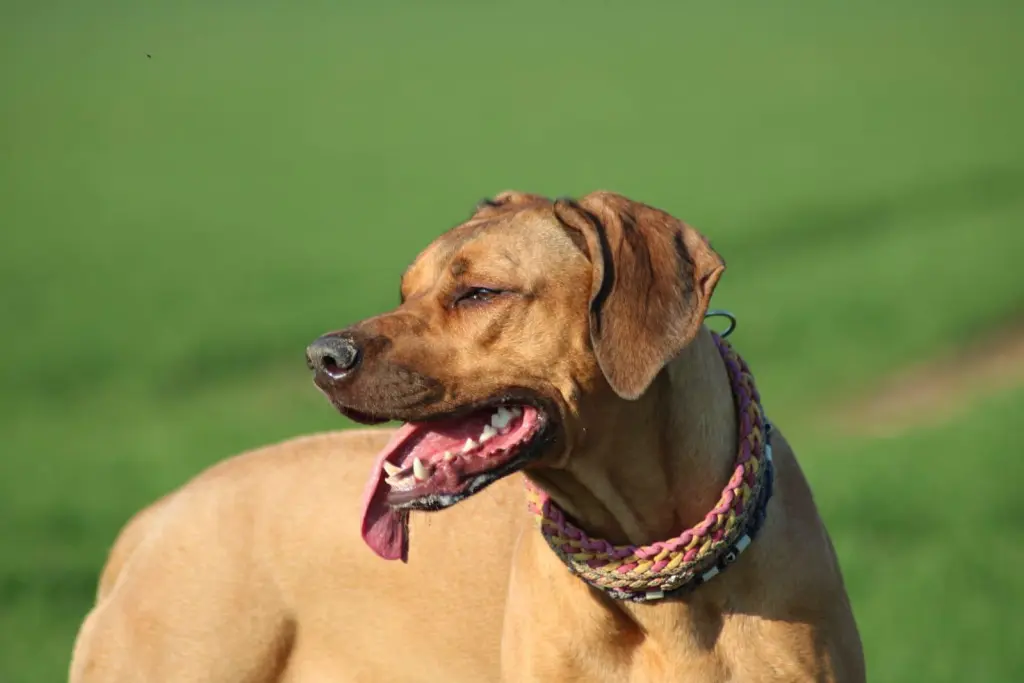 Bild von Nala