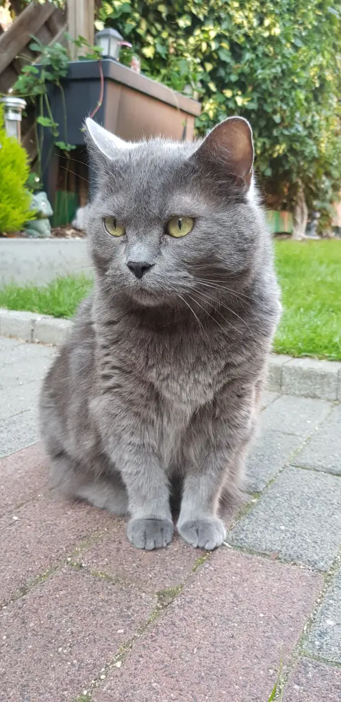 Bild von Kira