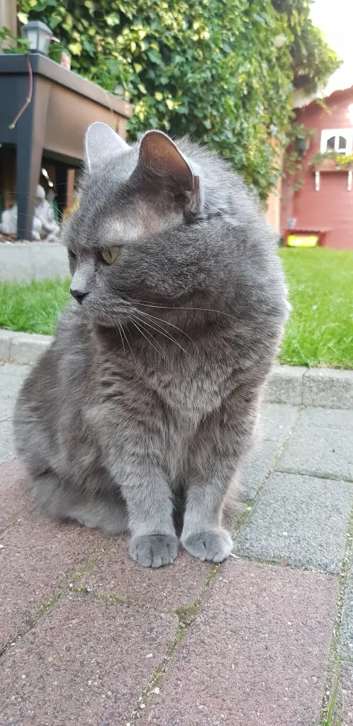 Bild von Kira