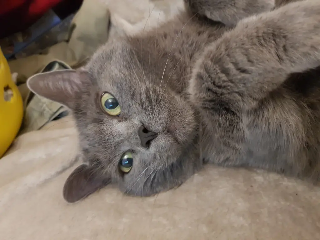Bild von Kira