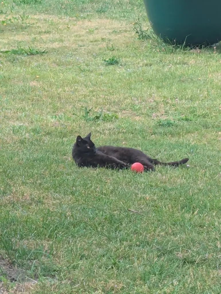 Bild von Blacky