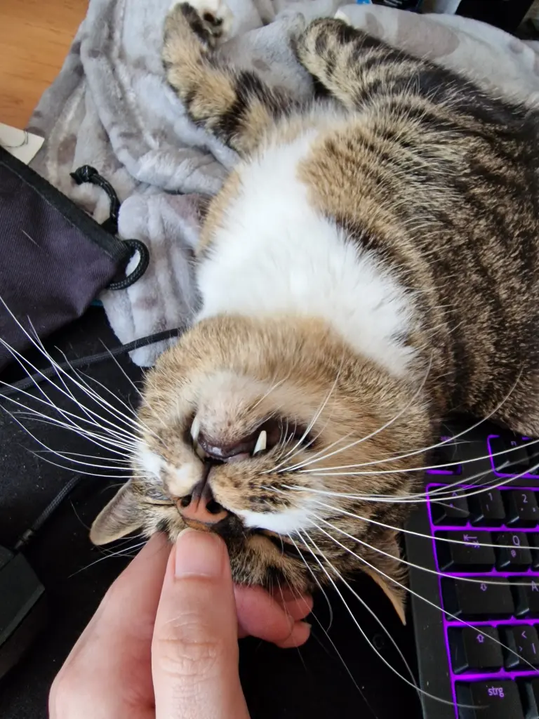Bild von Balu