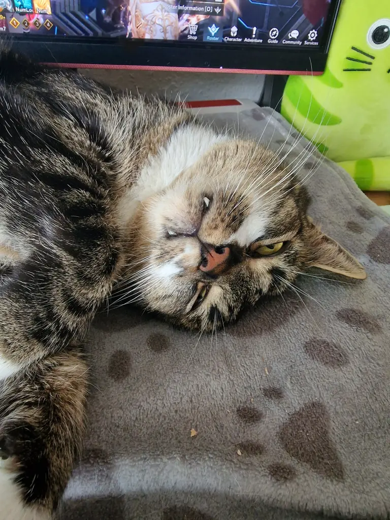 Bild von Balu