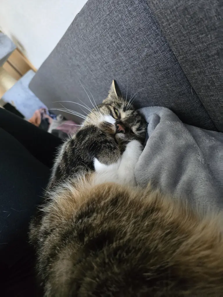 Bild von Balu