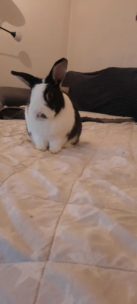 Bild von Muffin
