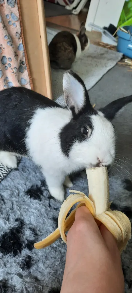 Bild von Muffin