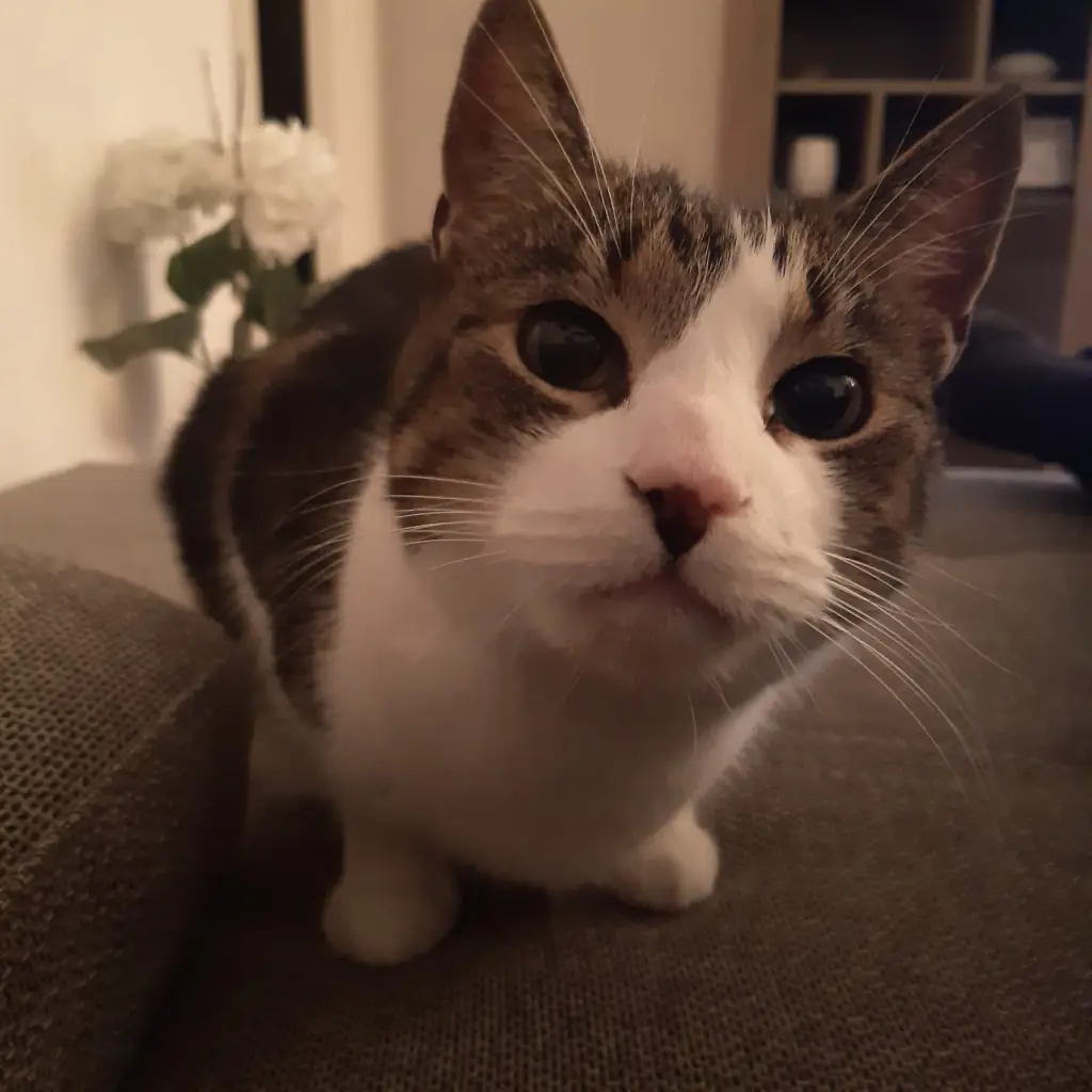 Andachtsbild von Claudia