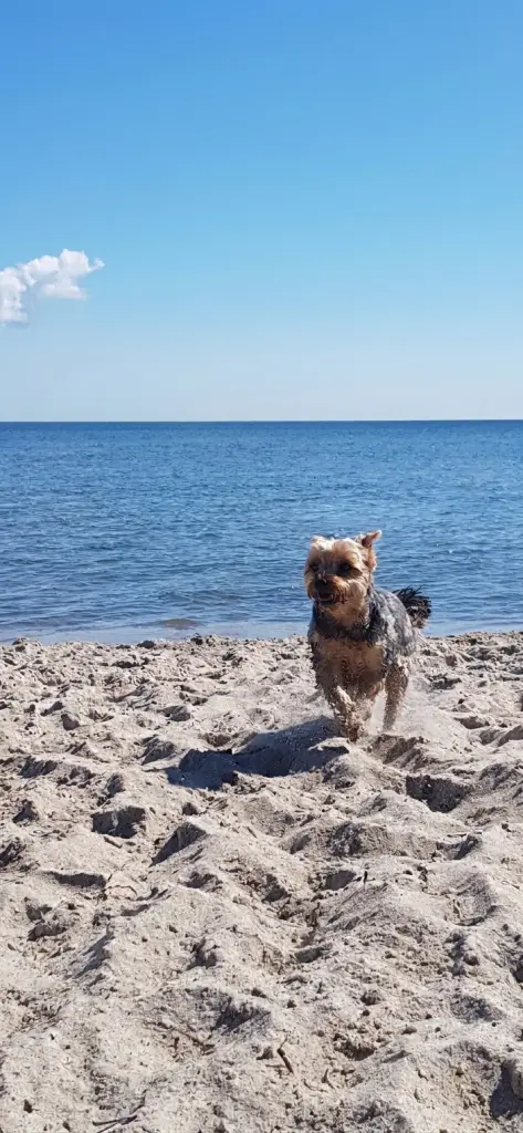 Bild von Linus