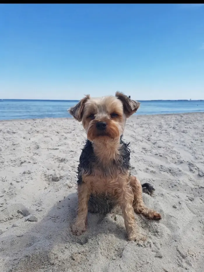 Bild von Linus
