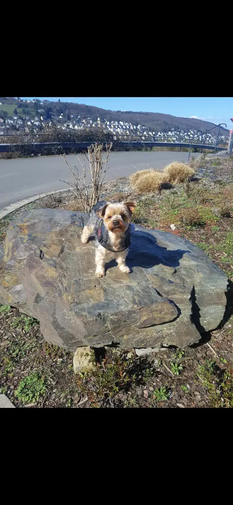 Bild von Linus