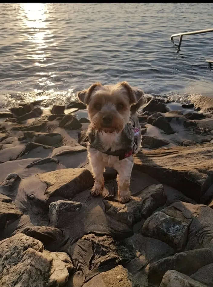Bild von Linus
