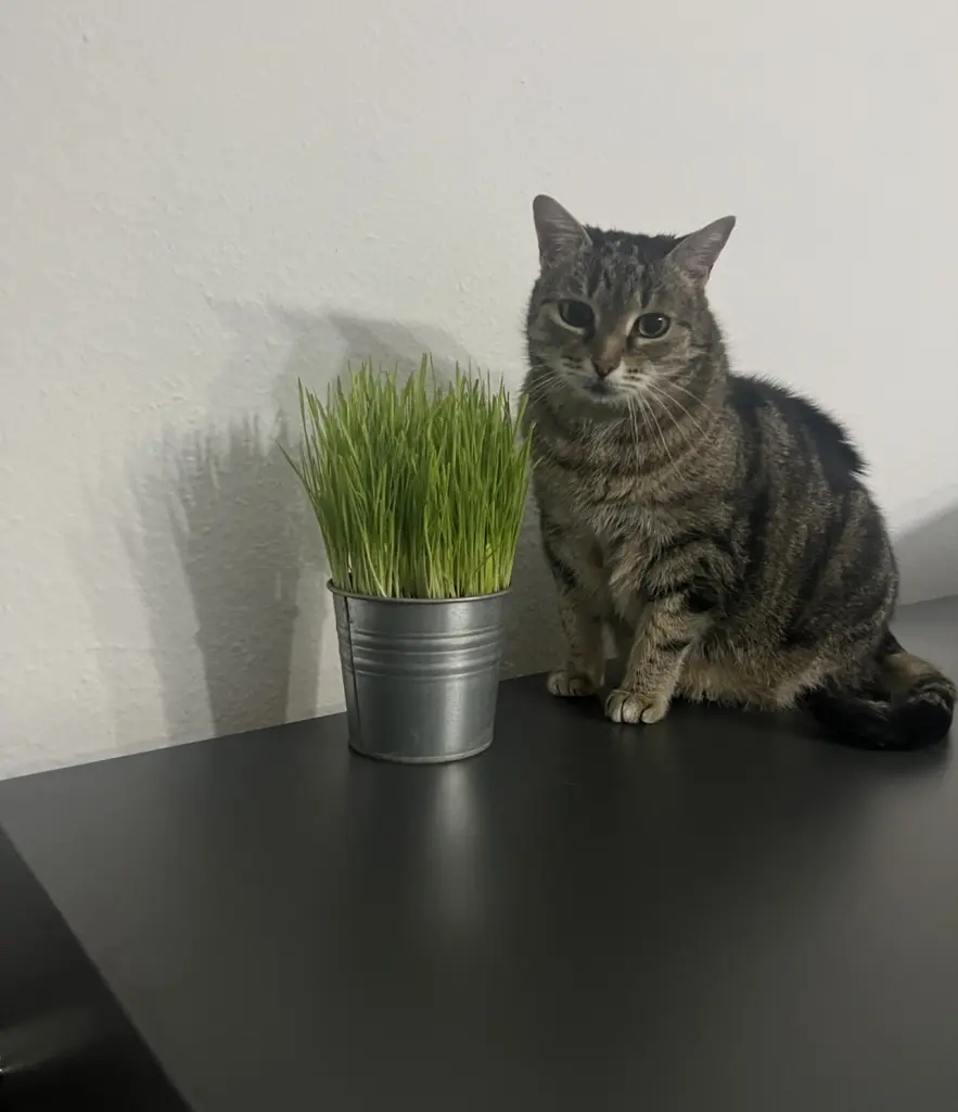 Bild von Mia