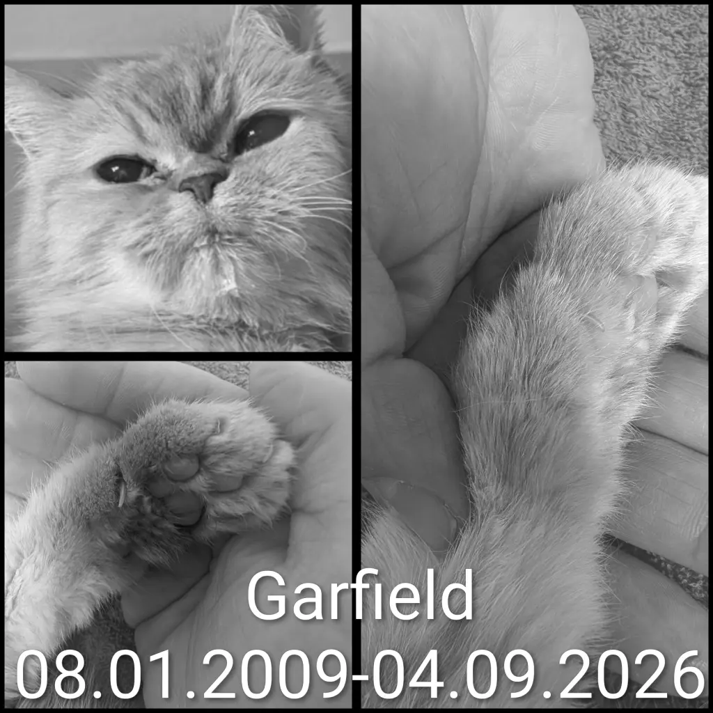 Bild von Garfield