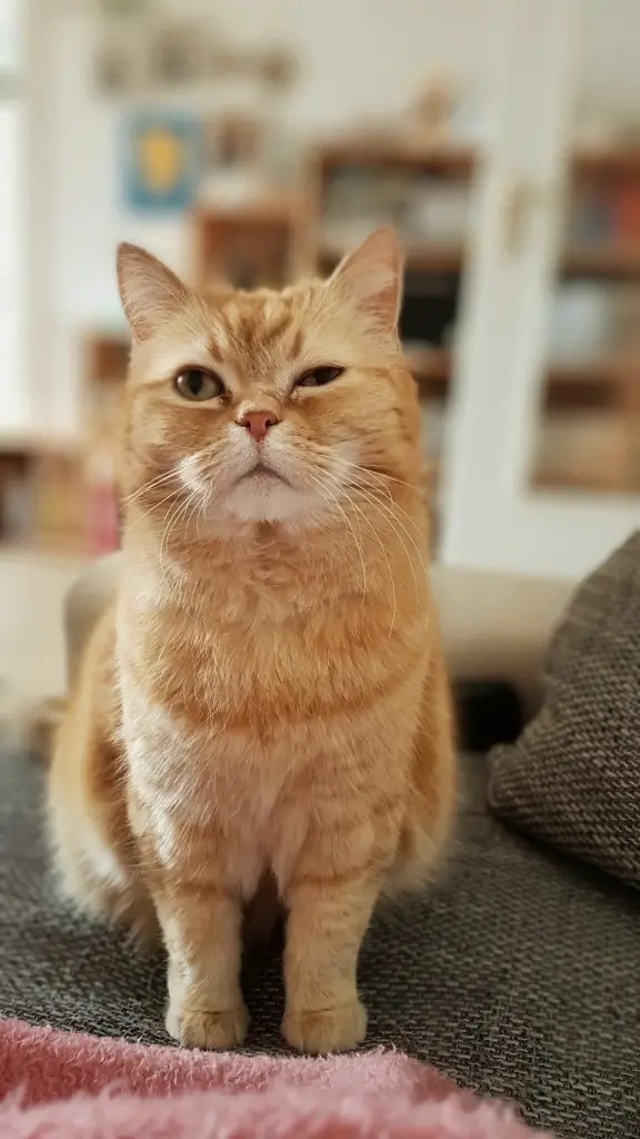 Bild von Garfield