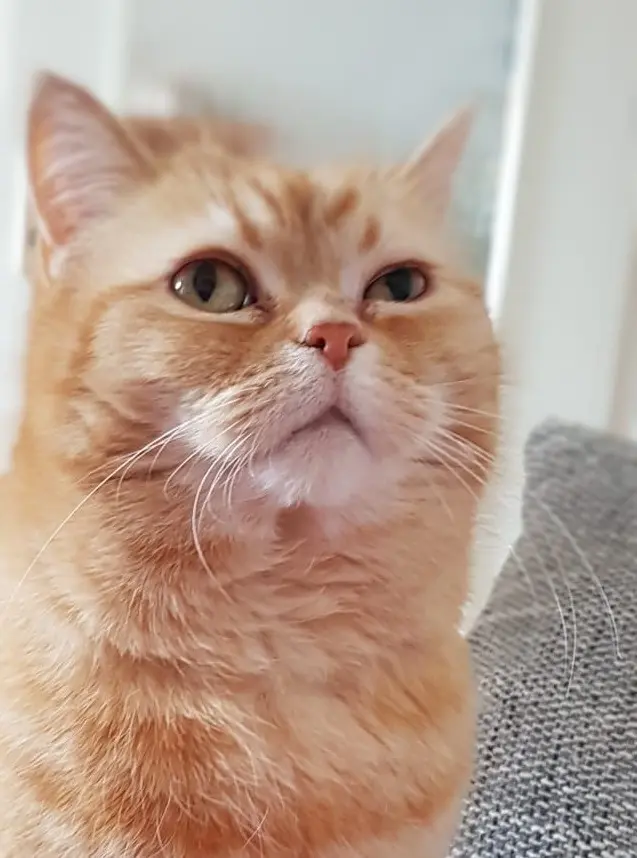 Bild von Garfield