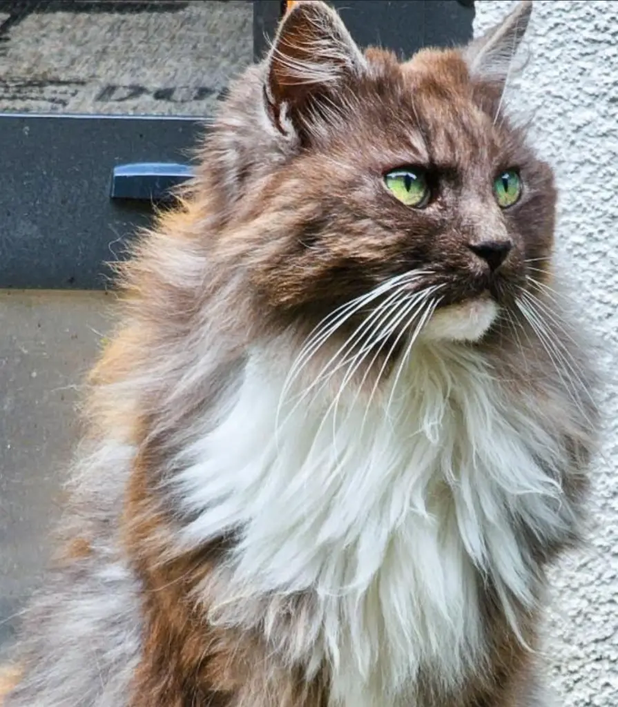 Bild von Melody