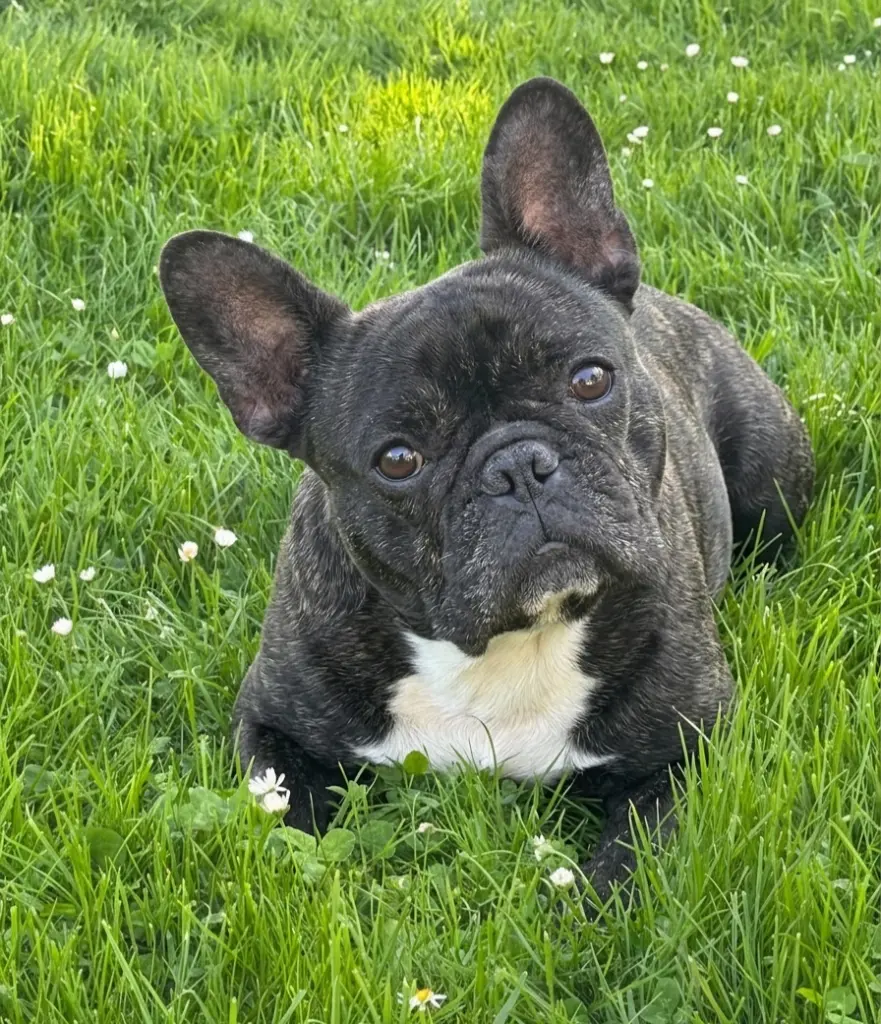 Bild von Rocky