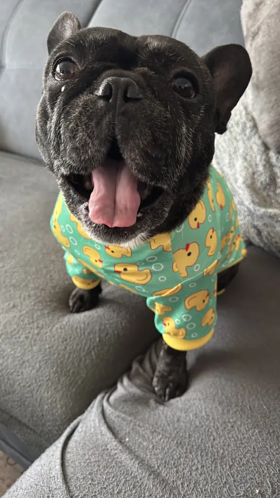 Bild von Rocky