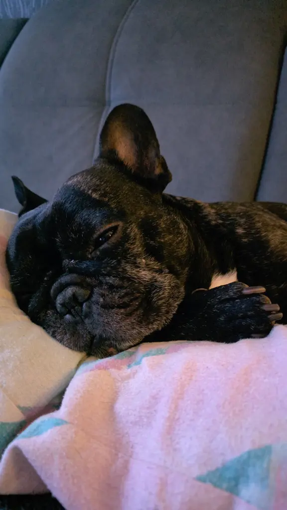 Bild von Rocky