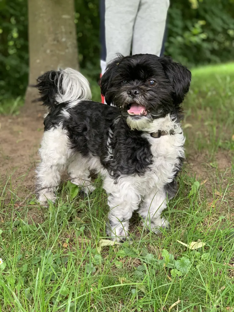 Bild von Snoopy