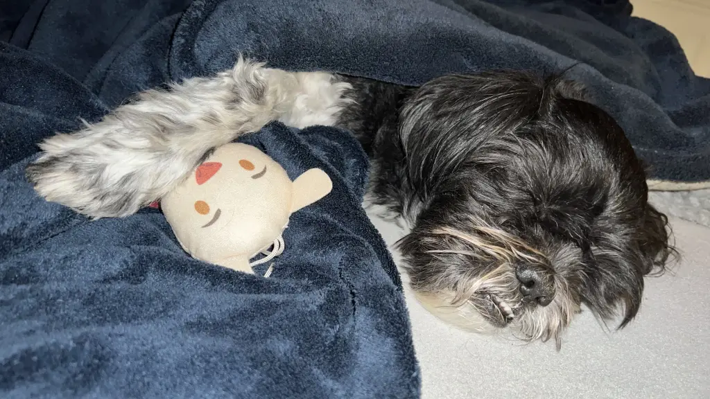 Bild von Snoopy