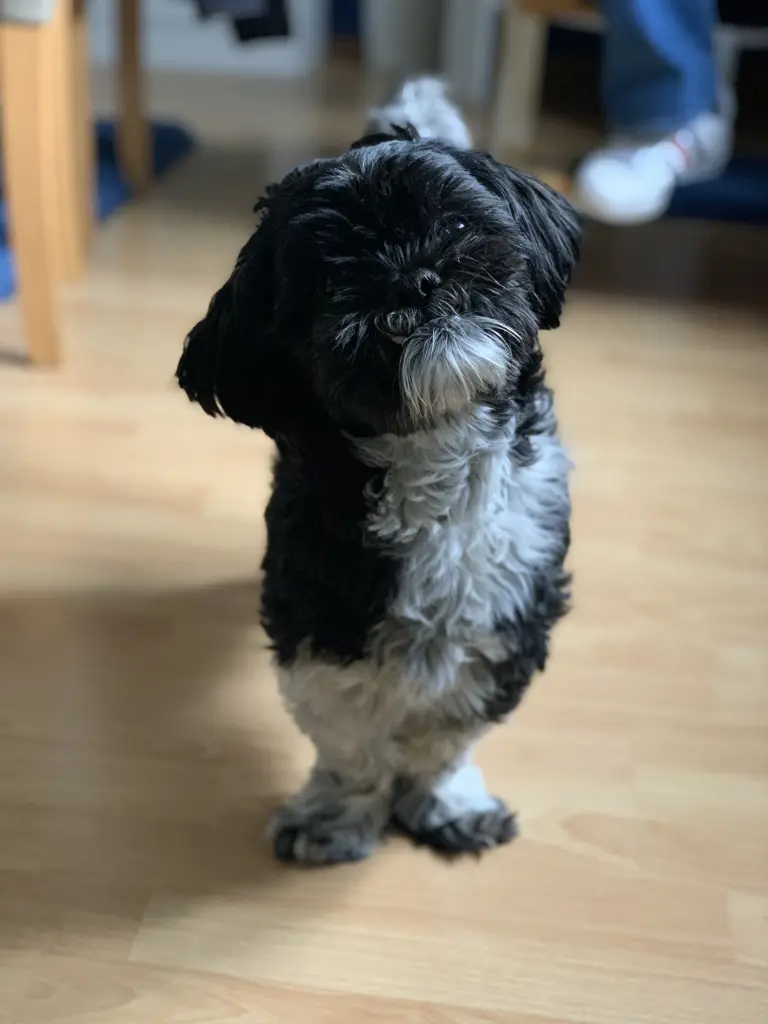 Bild von Snoopy