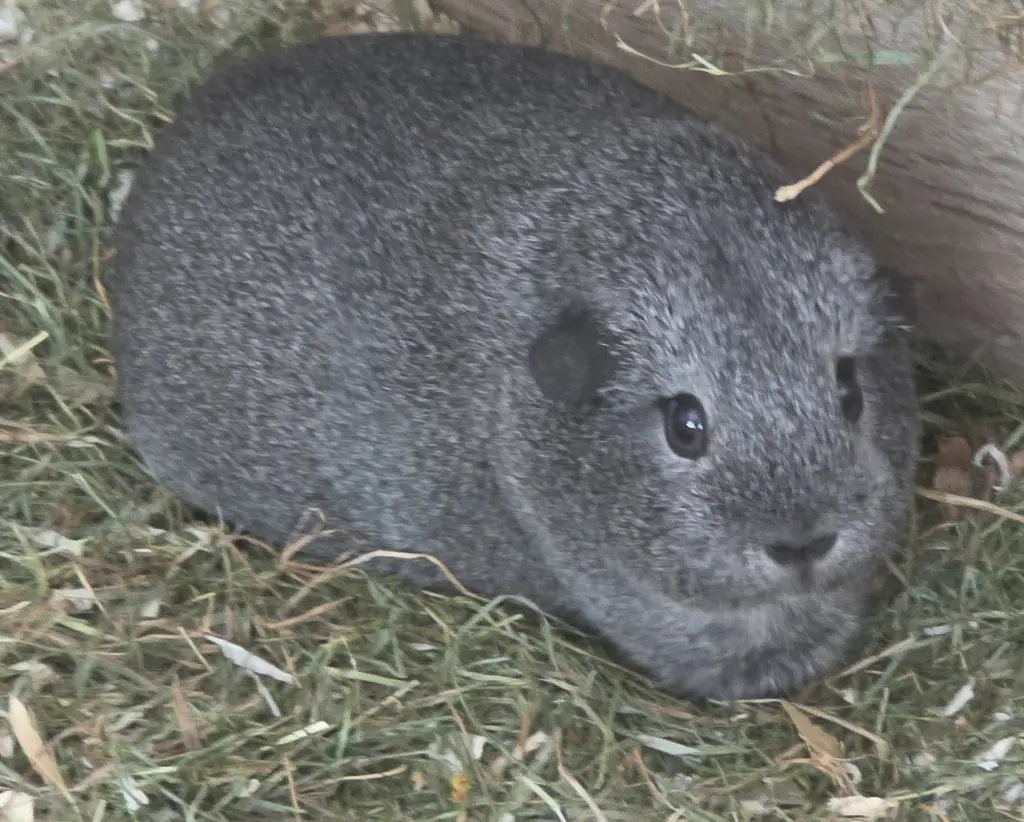 Bild von Mina