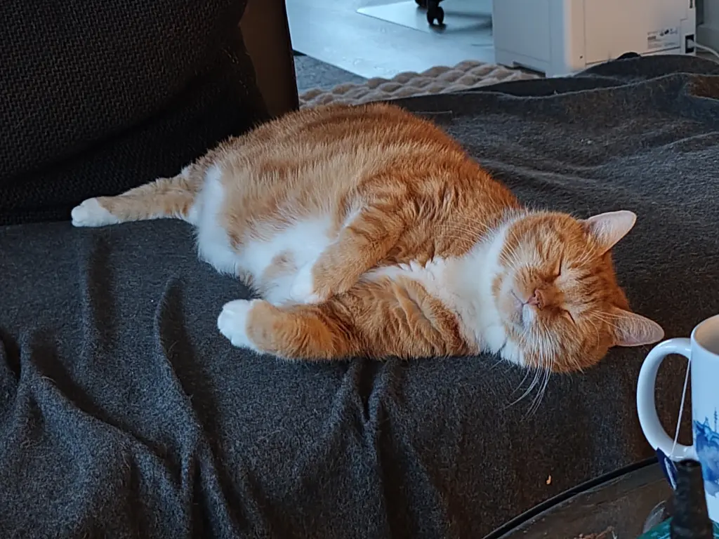 Bild von Felix