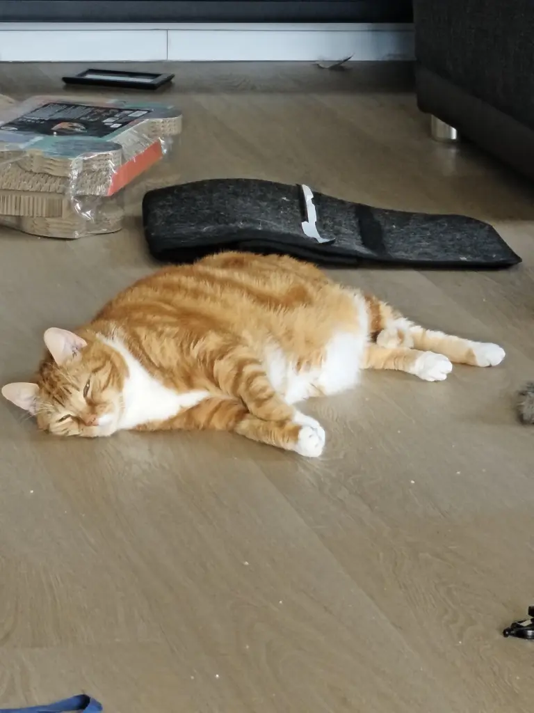 Bild von Felix