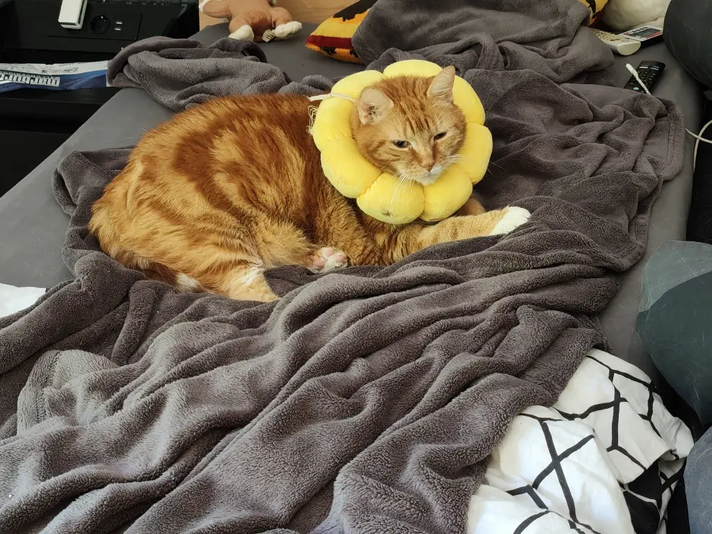 Bild von Felix
